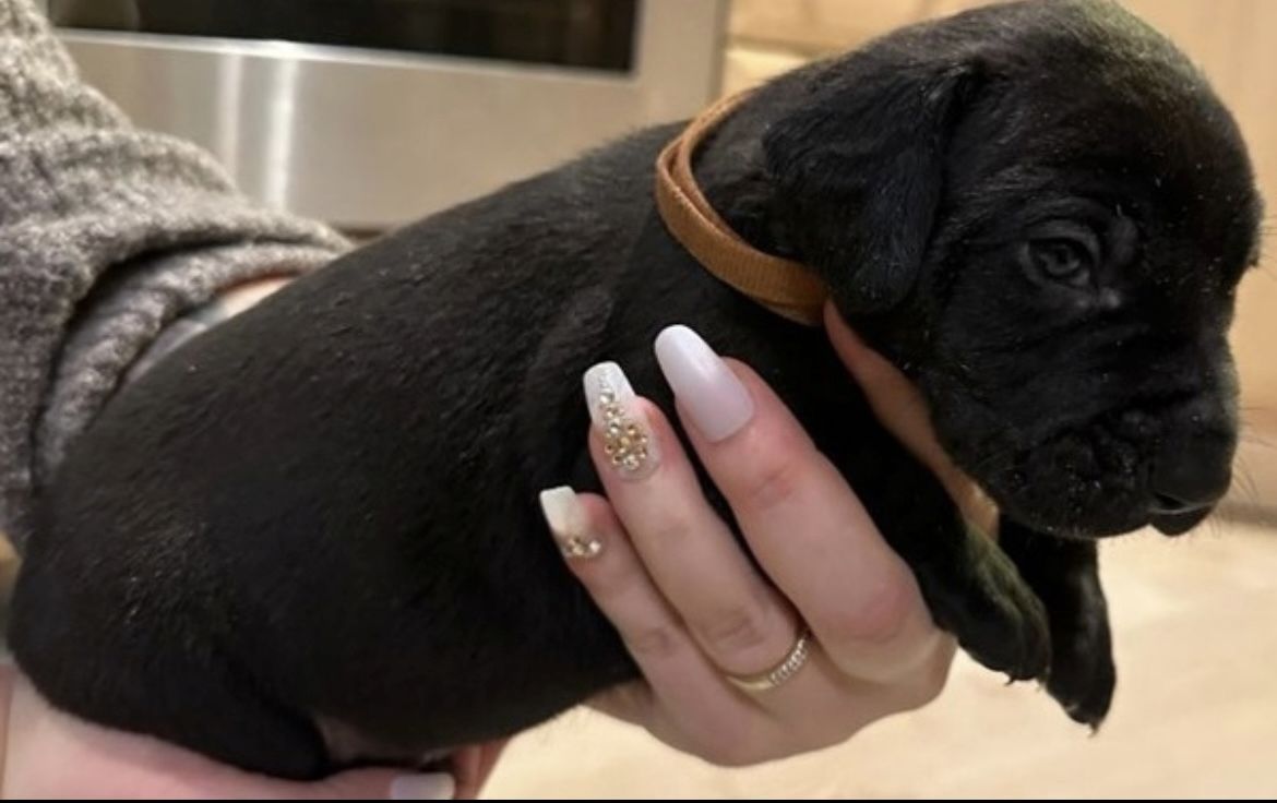 Mischlingswelpen suchen ihre Familie