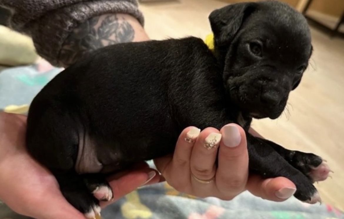 Mischlingswelpen suchen ihre Familie