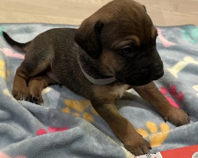 Mischlingswelpen suchen ihre Familie