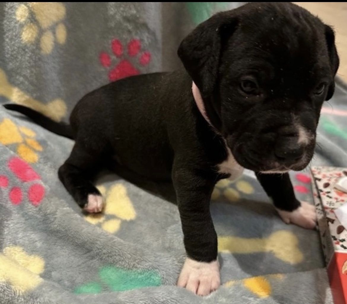 Mischlingswelpen suchen ihre Familie