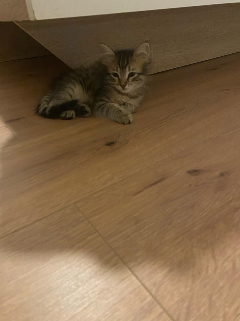 ❤️suße katzen❤️