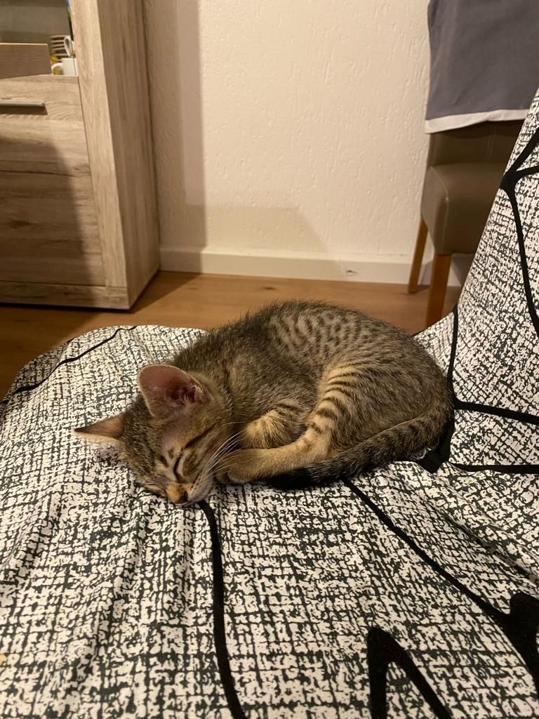 ❤️suße katzen❤️