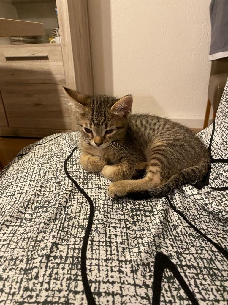 ❤️suße katzen❤️