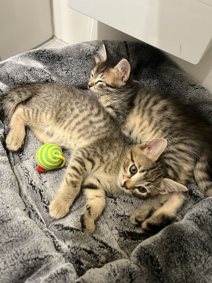 ❤️suße katzen❤️