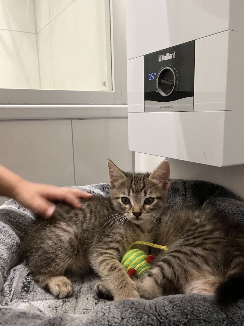 ❤️suße katzen❤️