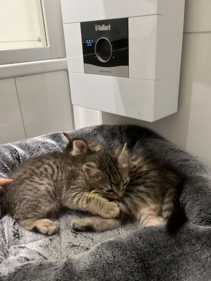 ❤️suße katzen❤️