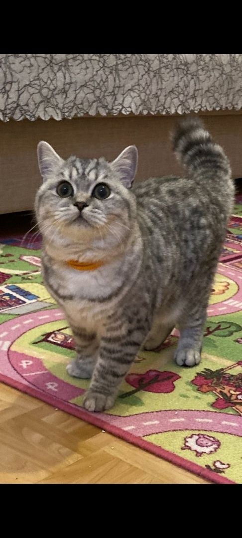 Reinrassige BKH Britisch Kurzhaar