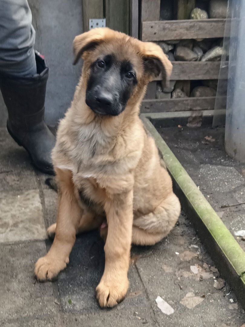 Deutscher Schäferhundwelpe (Rüde)