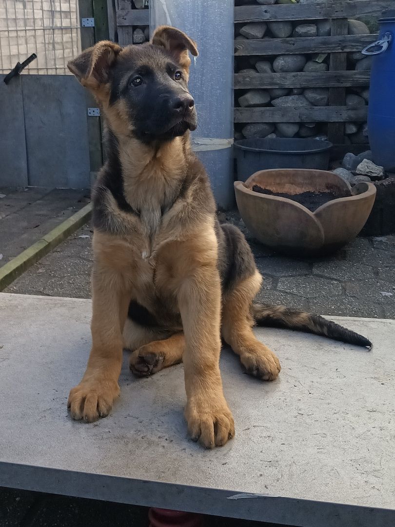 Deutscher Schäferhundwelpe (Rüde) Deutscher Schäferhundwelpe (Rüde)