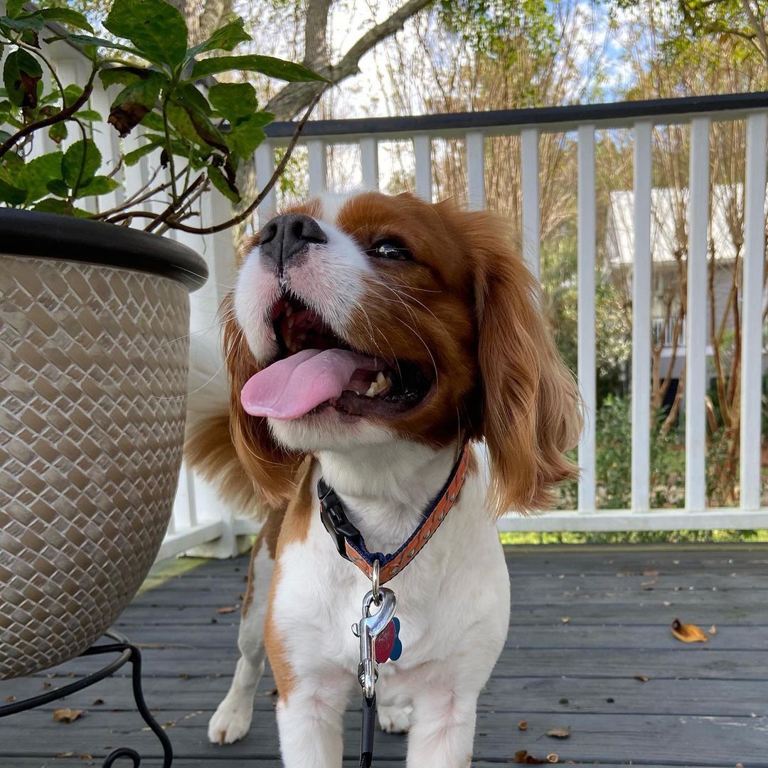 Cavalier King Charles Spaniel Welpen