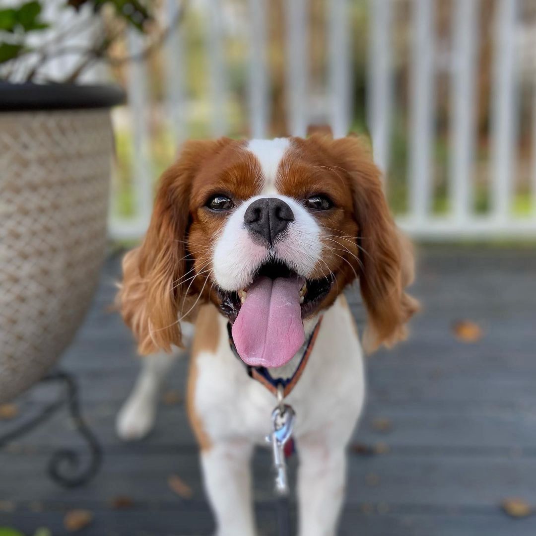 Cavalier King Charles Spaniel Welpen