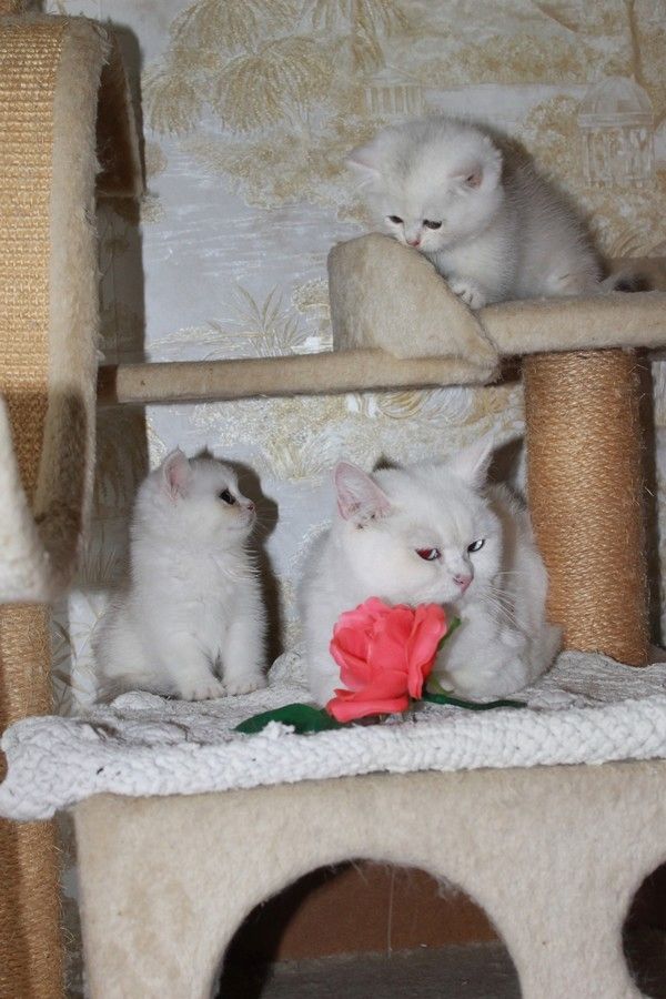 BKH silver shaded & golden shade, spoted Kätzchen