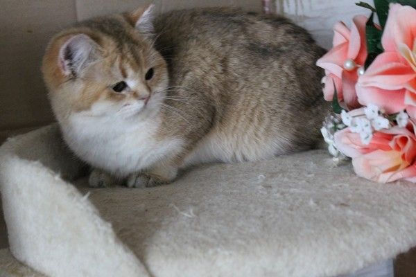 BKH silver shaded & golden shade, spoted Kätzchen