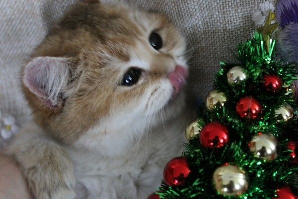 BKH silver shaded & golden shade, spoted Kätzchen