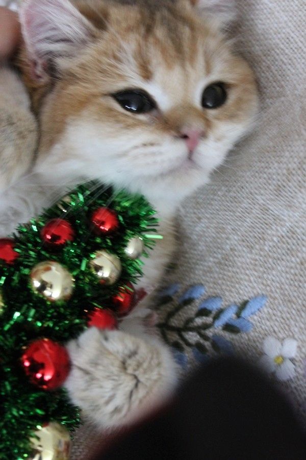 BKH silver shaded & golden shade, spoted Kätzchen