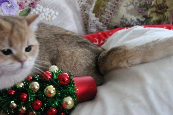 BKH silver shaded & golden shade, spoted Kätzchen