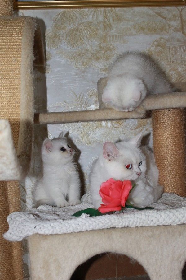 BKH silver shaded & golden shade, spoted Kätzchen