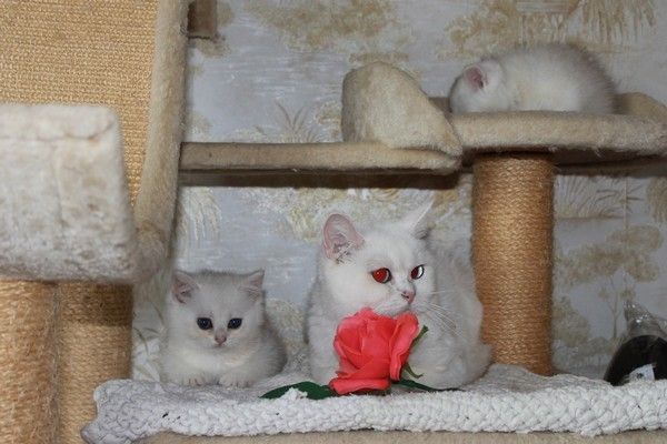 BKH silver shaded & golden shade, spoted Kätzchen