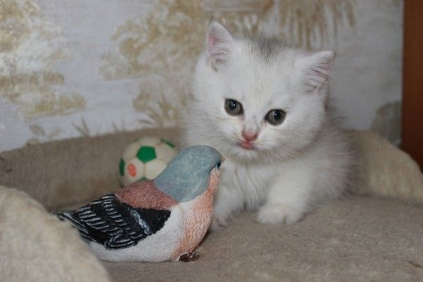 BKH silver shaded & golden shade, spoted Kätzchen