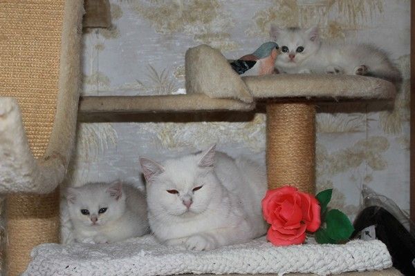 BKH silver shaded & golden shade, spoted Kätzchen