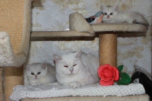 BKH silver shaded & golden shade, spoted Kätzchen