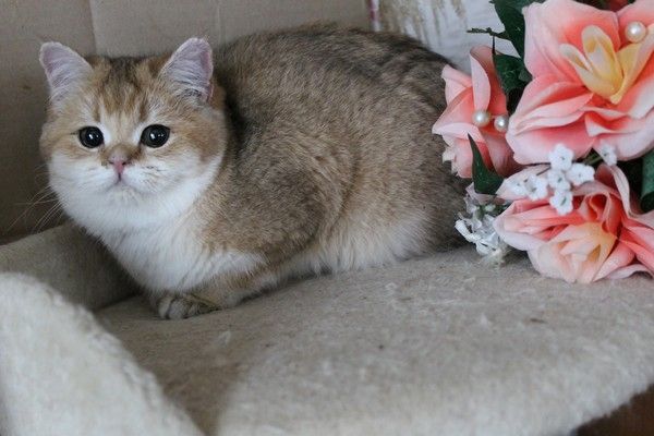 BKH silver shaded & golden shade, spoted Kätzchen