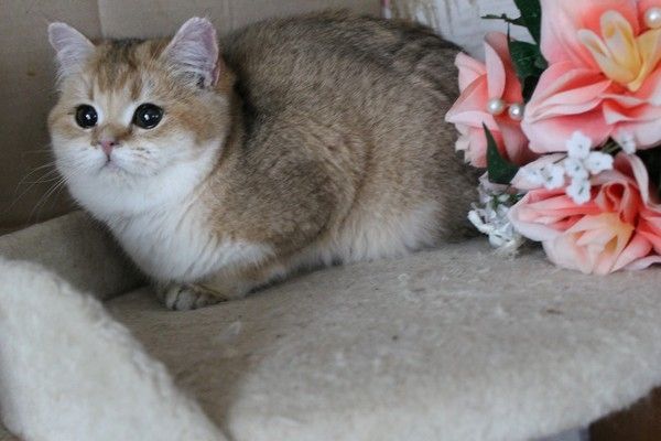 BKH silver shaded & golden shade, spoted Kätzchen