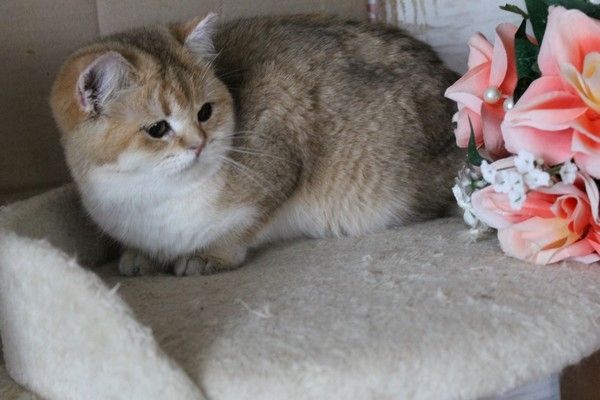 BKH silver shaded & golden shade, spoted Kätzchen