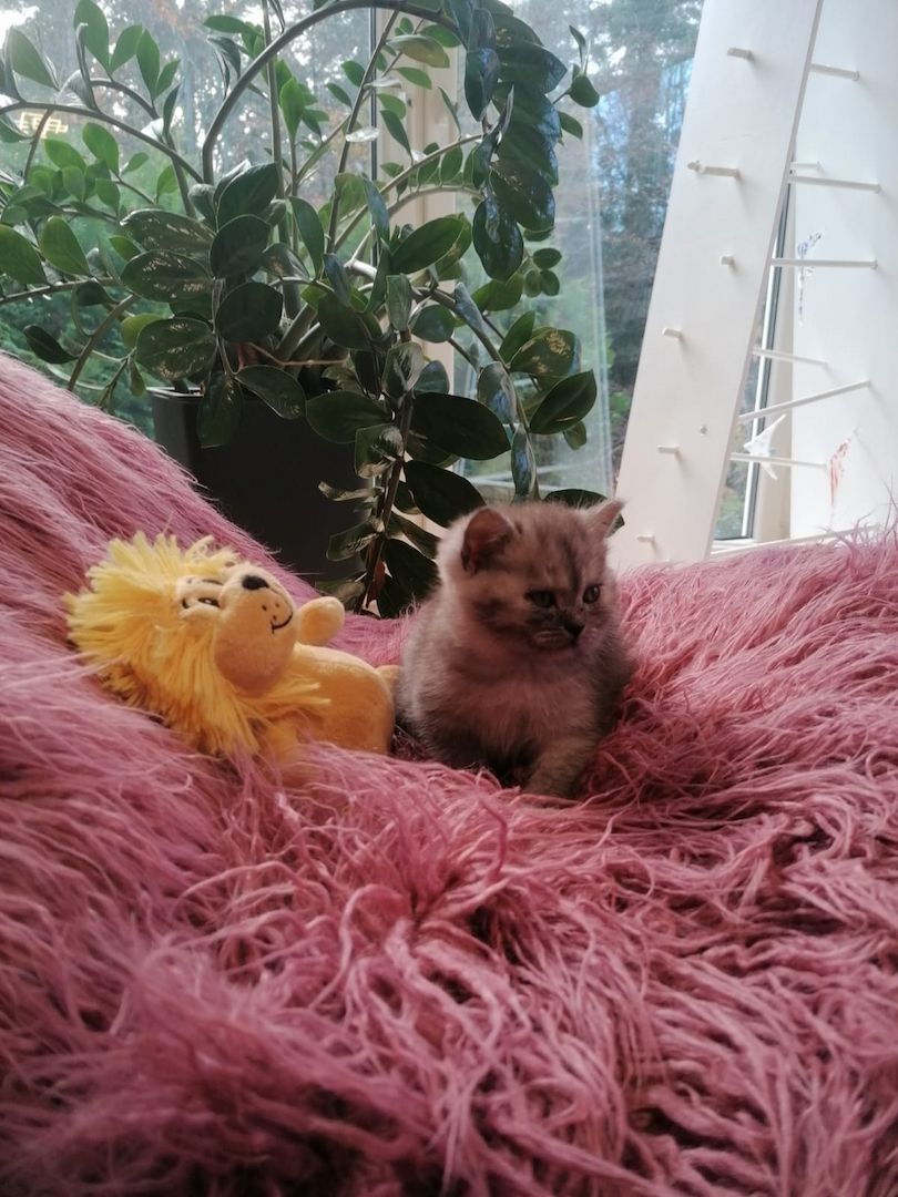 BKH & BLH Kitten