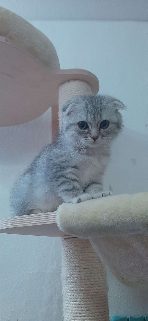 3 BKH-Mischlinge suchen ein tolles Zuhause