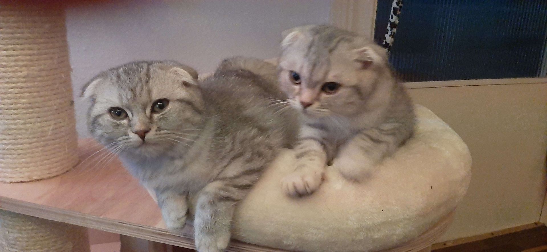 3 BKH-Mischlinge suchen ein tolles Zuhause