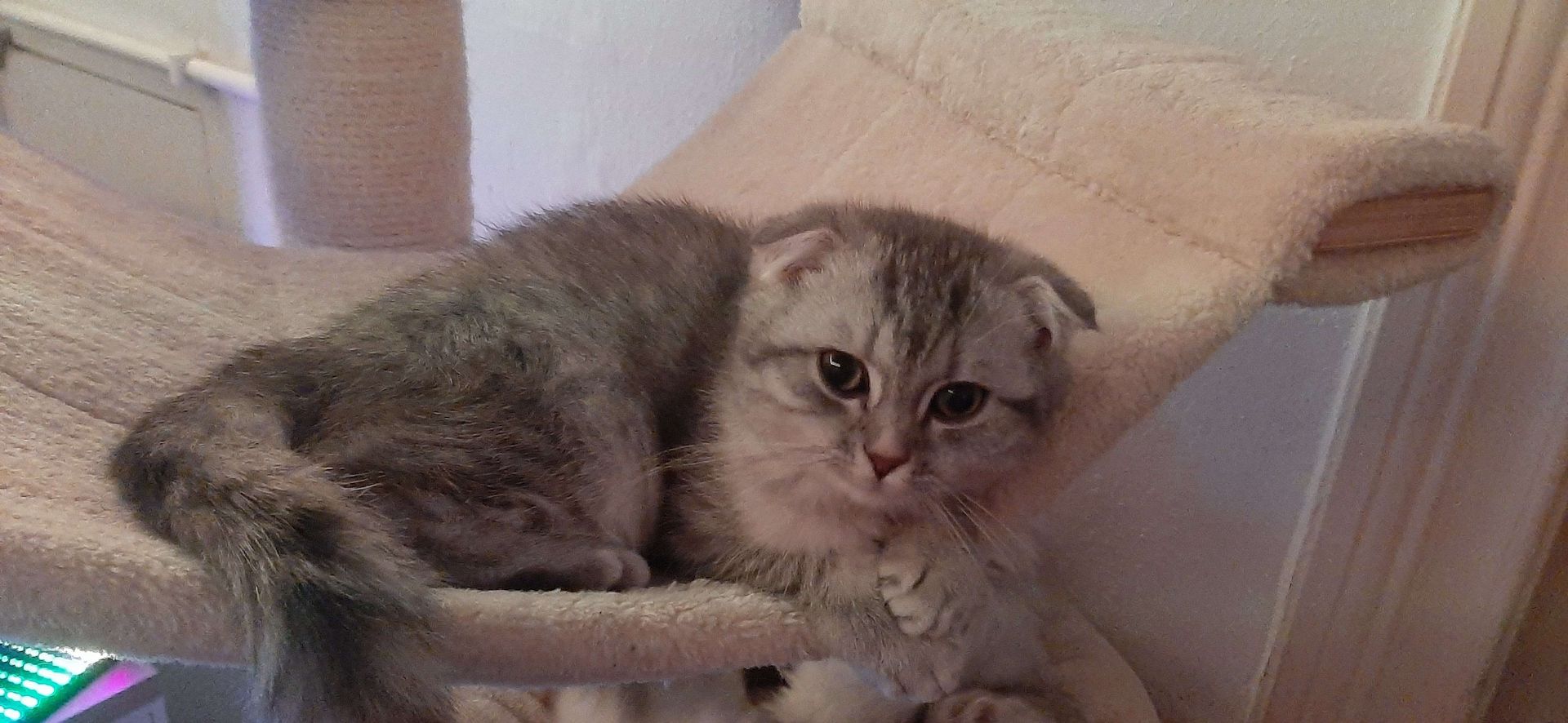 3 BKH-Mischlinge suchen ein tolles Zuhause