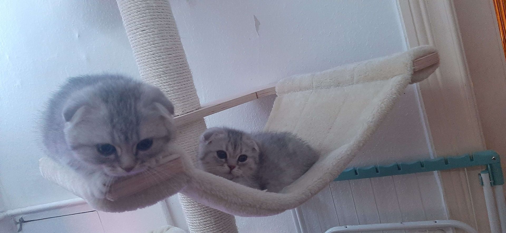 3 BKH-Mischlinge suchen ein tolles Zuhause