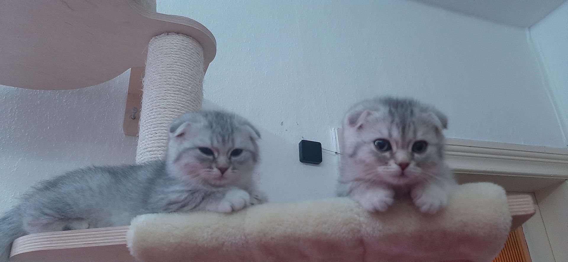 3 BKH-Mischlinge suchen ein tolles Zuhause