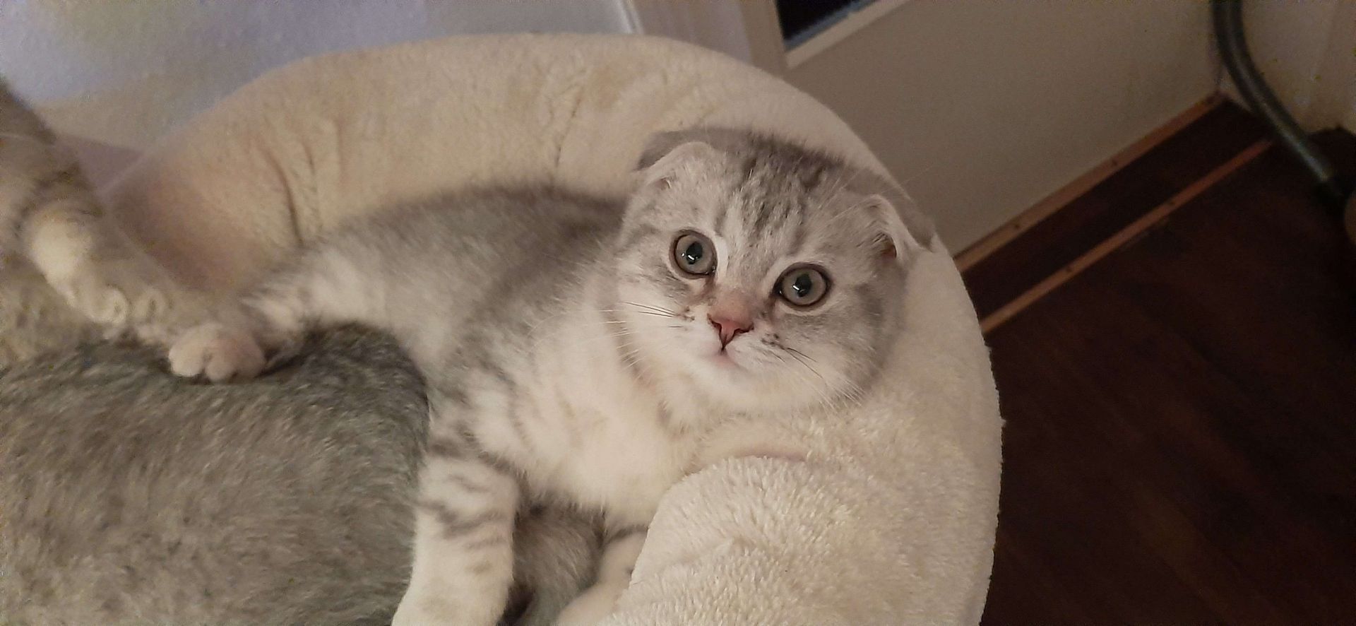 3 BKH-Mischlinge suchen ein tolles Zuhause