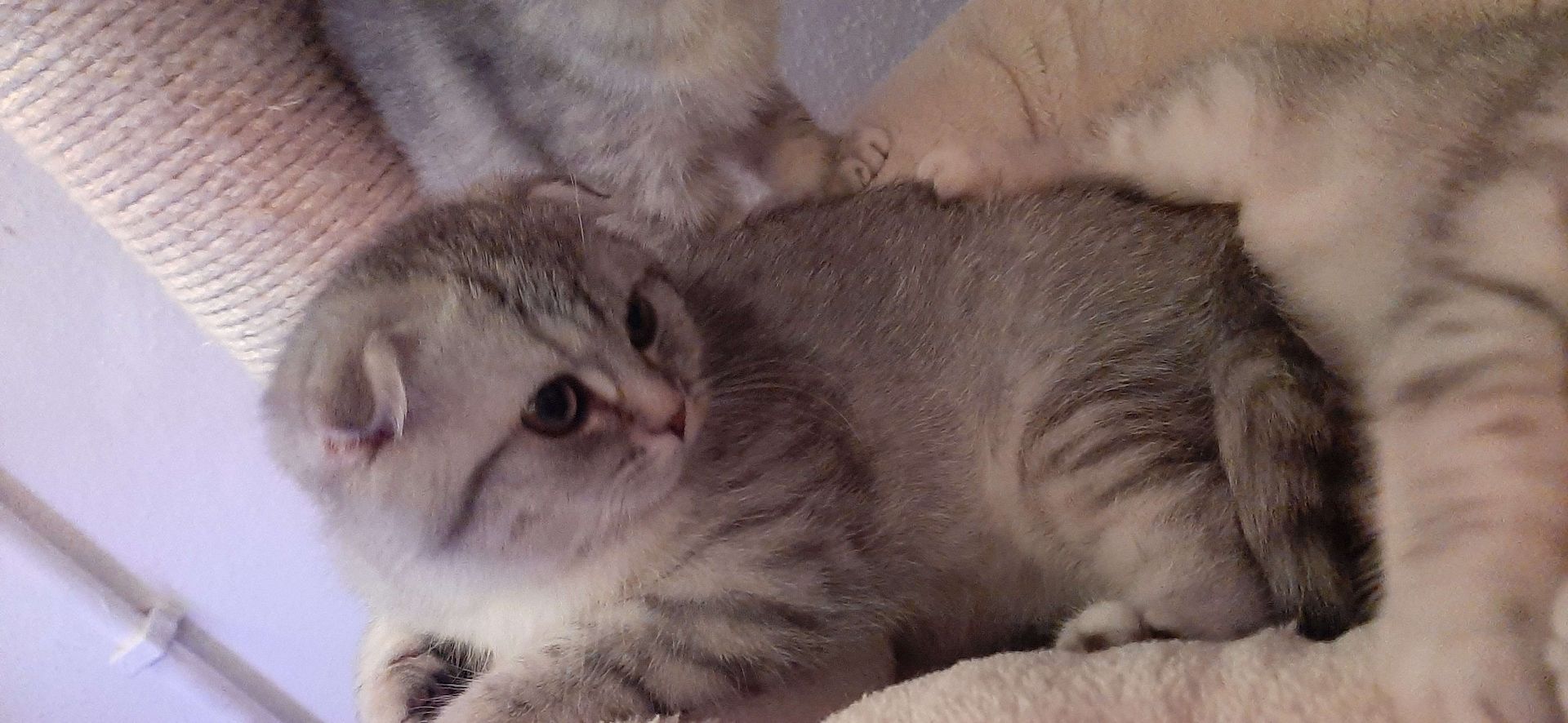 3 BKH-Mischlinge suchen ein tolles Zuhause