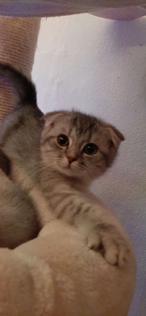 3 BKH-Mischlinge suchen ein tolles Zuhause