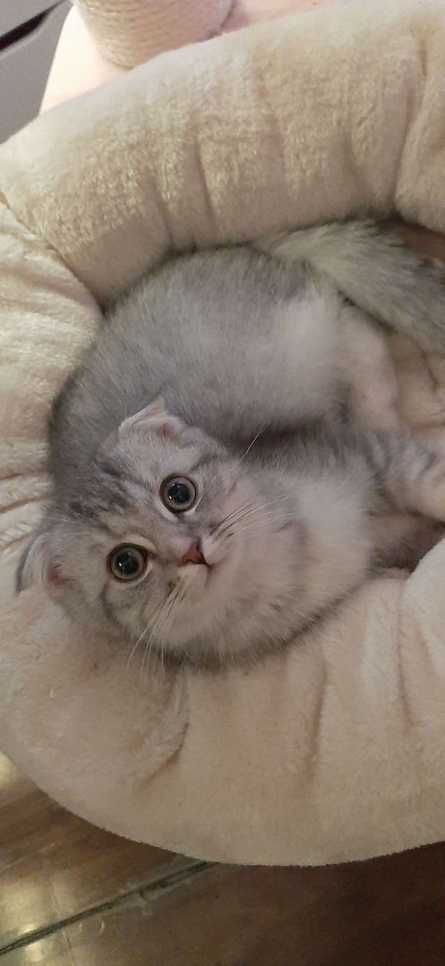 3 BKH-Mischlinge suchen ein tolles Zuhause