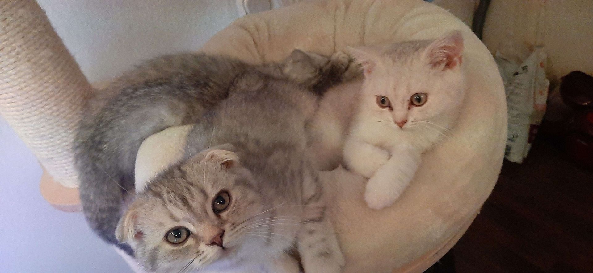 3 BKH-Mischlinge suchen ein tolles Zuhause