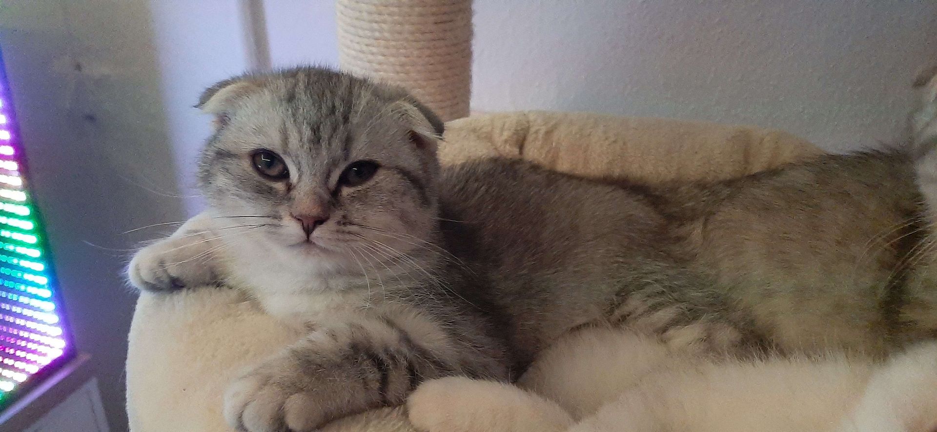 3 BKH-Mischlinge suchen ein tolles Zuhause