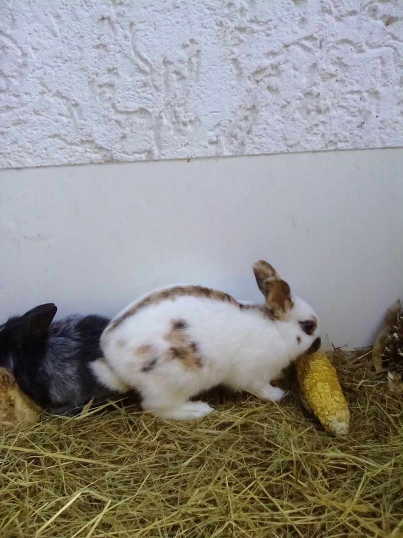 Bildhübsche, junge Zwergkaninchen abzugeben