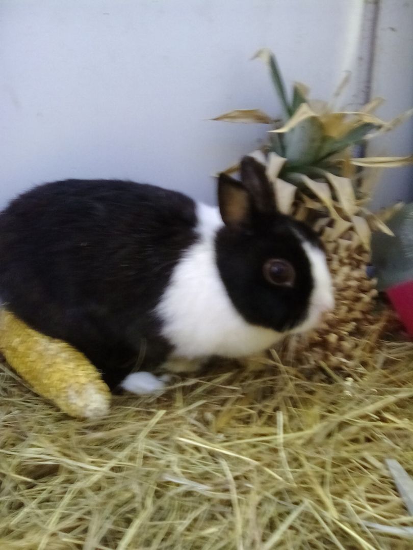 Bildhübsche, junge Zwergkaninchen abzugeben