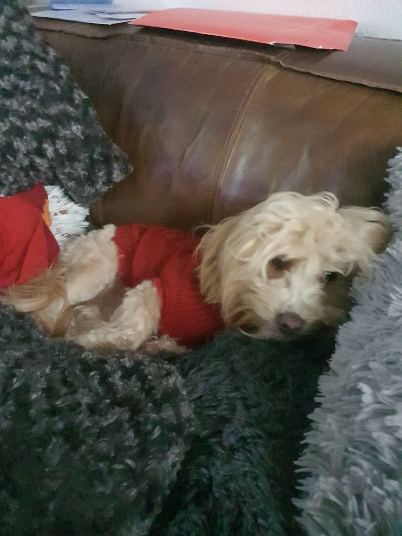 Maltipoo Hündin 1 jahr