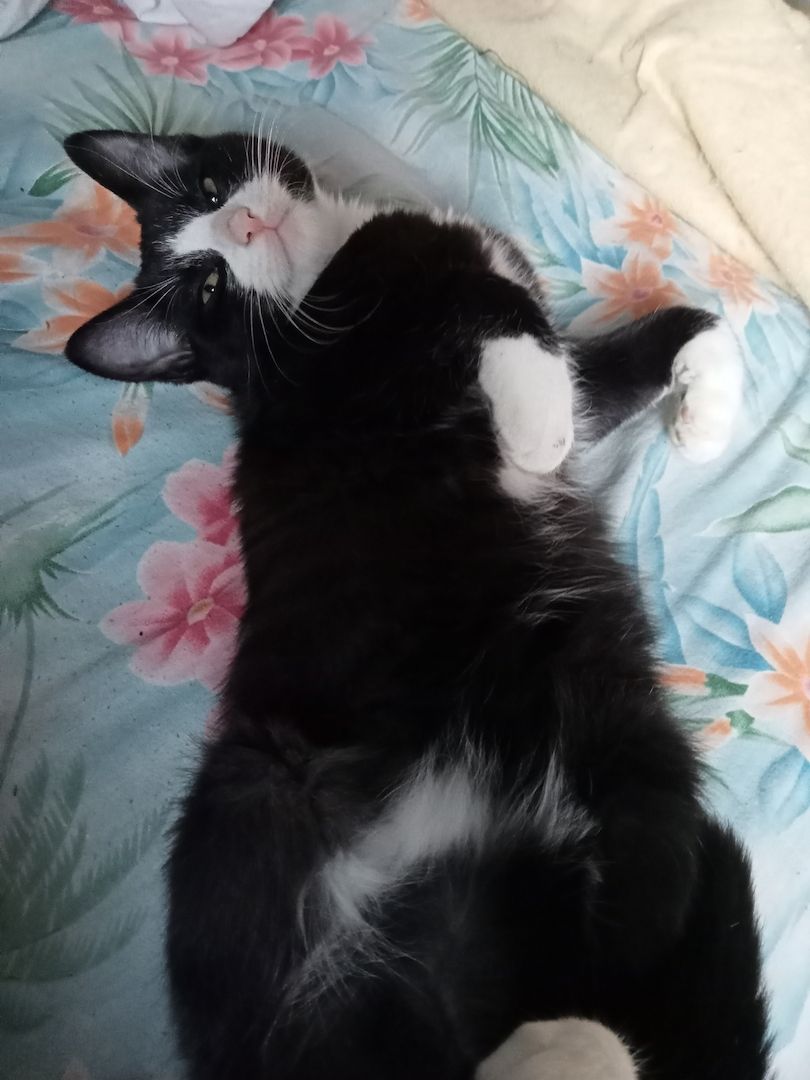 4 Monate alte Kätzchen