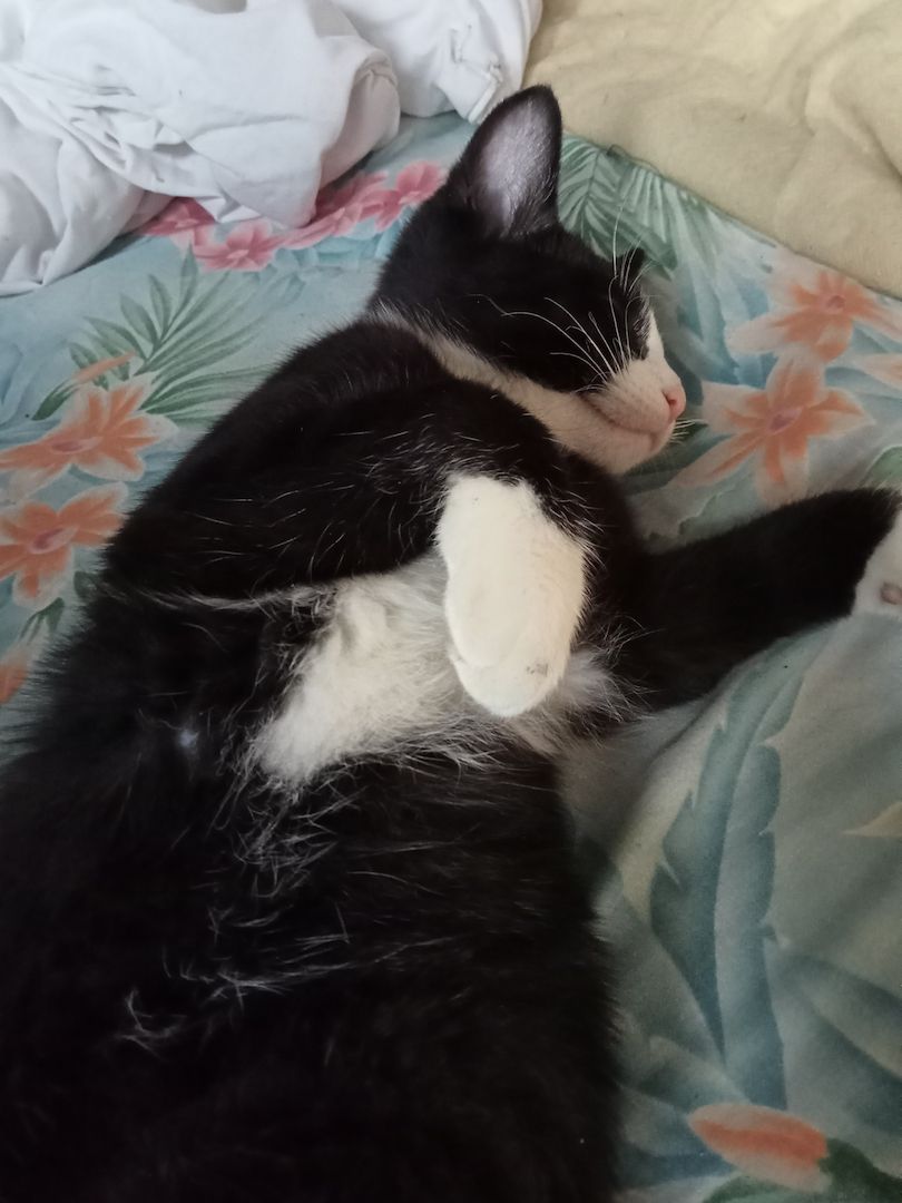 4 Monate alte Kätzchen