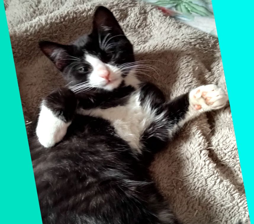 4 Monate alte Kätzchen