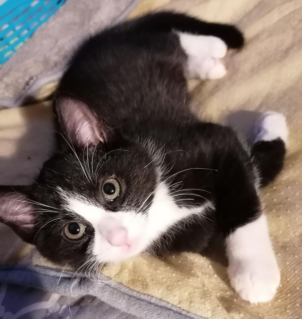 4 Monate alte Kätzchen