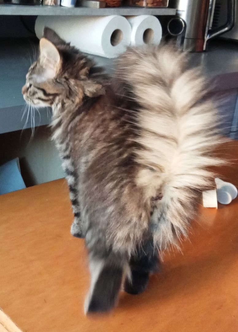 4 Monate alte Kätzchen