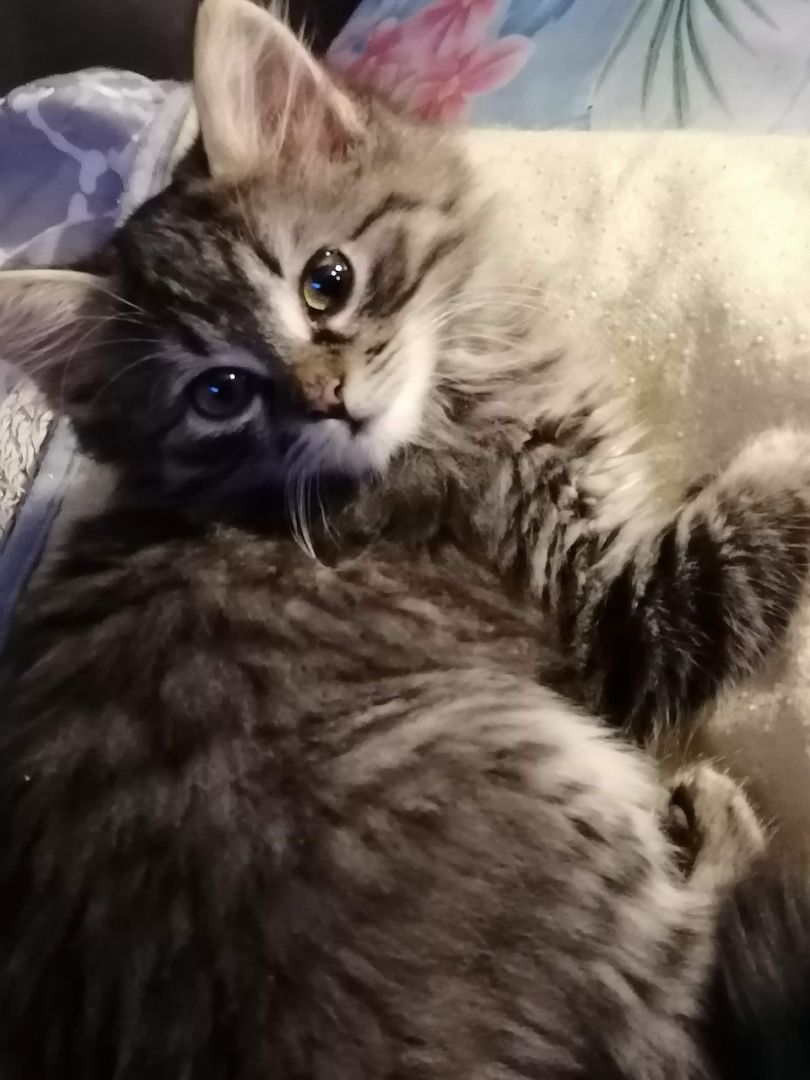 4 Monate alte Kätzchen