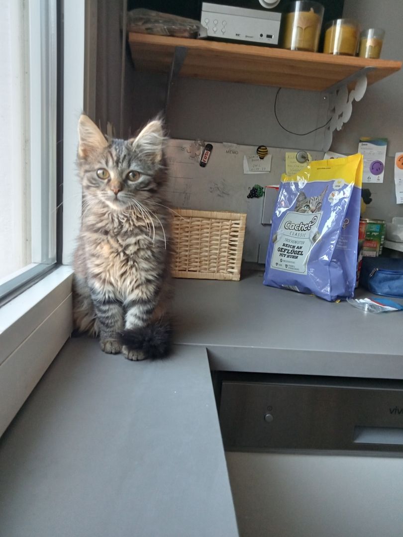 4 Monate alte Kätzchen